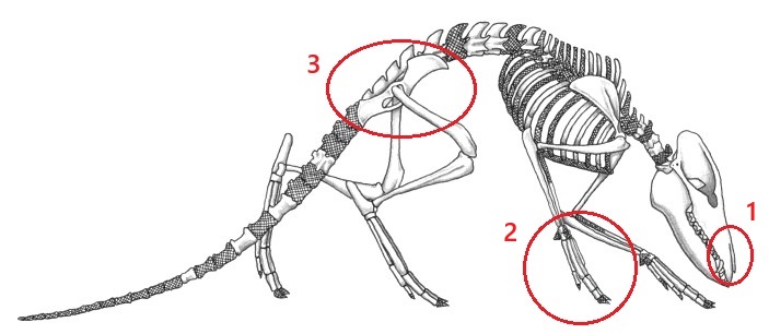 Esqueleto Indohyus